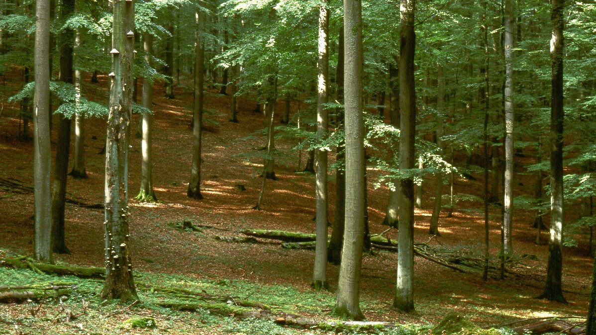 Naturwaldreservat Hasenblick