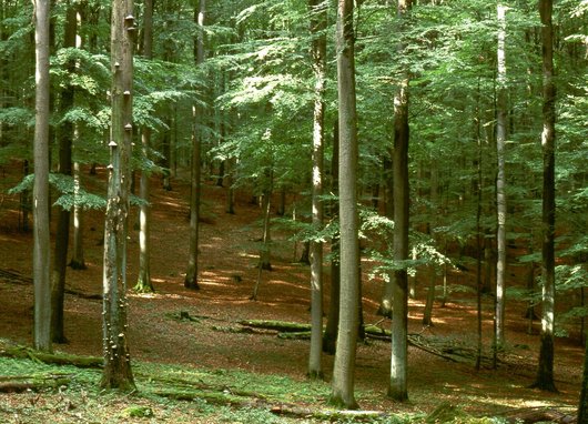 Blick in einen Buchenwald mit einem toten Baum