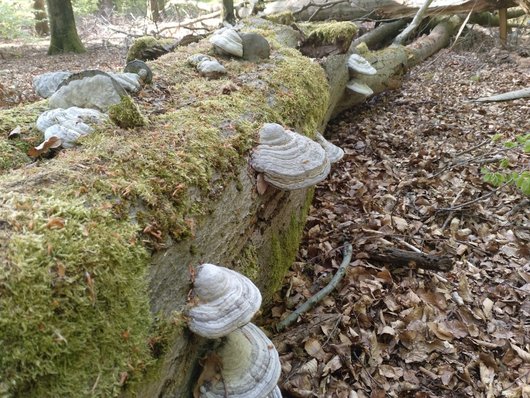 Auf dem Foto ist ein liegender Totholzstamm bewachsen mit Baumpilzen zu sehen. Foto: R. Nagel