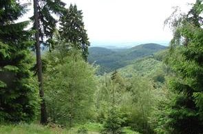 Mischwald im Harz (Foto: R. Köpsell)