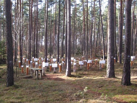 Deposammler auf der Level II-Fläche Klötze