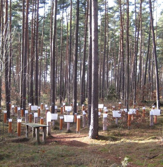 Deposammler auf der Level II-Fläche Klötze