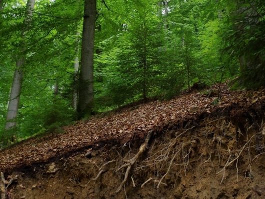 Das Foto stellt einen Waldbestand mit einer Bodenabbruchkante mit sichtbaren Wurzeln dar. Foto: R. Steffens
