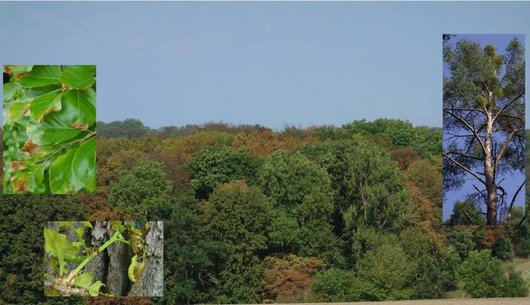 Fotocollage von Blättern und einem Wald