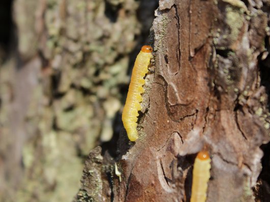 gelbe Larven der Kiefernbuschhornblattwespe auf einem Stamm