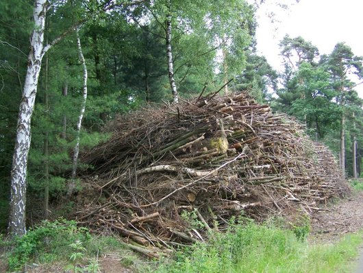 ufgeschichtetes Energieholz im Wald