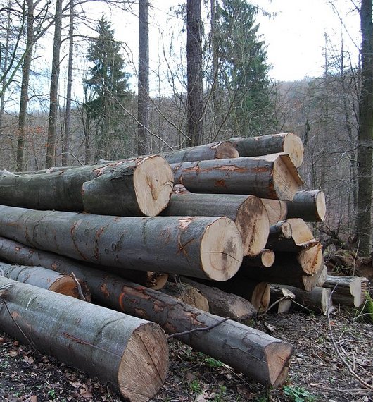 Aufeinander gestapelte Buchenstämme im winterlichen Wald.