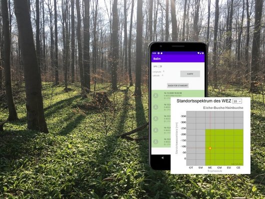 Auf dem Foto ist ein Waldbestand mit einer App abgebildet. Die App dient als Entscheidungshilfe für ein Waldentwicklungsziel. Foto: J. Sauer