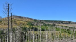 Kahlflächen und tote Fichten im Harz