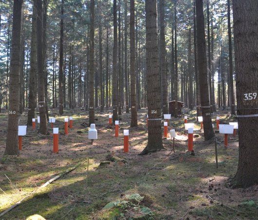 Douglasien im Wald mit Messinstrumenten dazwischen