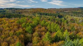 Auf dem Foto ist ein Mischwald abgebildet. Die Bildunterschrift lautet: Stabile und artenreiche Mischwälder – eine Zukunftsperspektive für viele Nadelholzreinbestände. Foto: BImA
