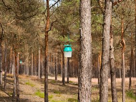 Insektenfalle im Kiefernwald