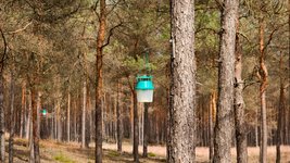 Pheromonfalle im Kiefernwald