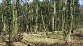 lichter Laubwald