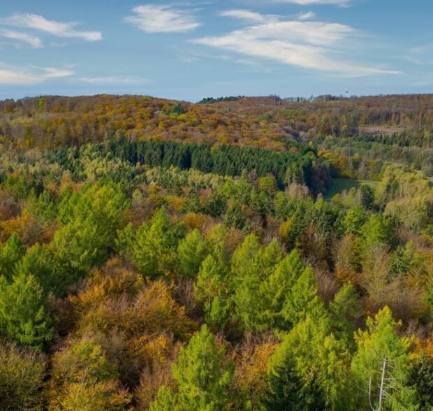 Luftbild einer Landschaft mit Wäldern