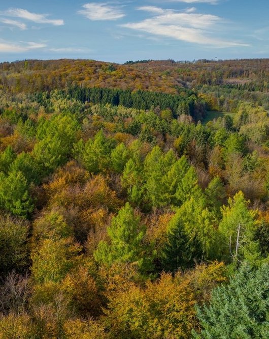 Luftbild einer Landschaft mit Wäldern