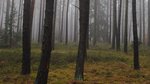 Suchfläche der Winterbodensuche in einem Kiefernbestand