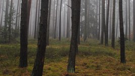 Suchfläche der Winterbodensuche in einem Kiefernbestand