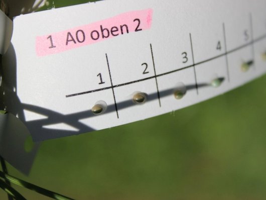 Auf dem Foto ist ein Kiefernspinnerei mit Erzwespe dargestelllt (Foto: L. Dobrindt) 