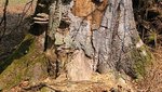 Stehendes Totholz mit abblätternder Rinde und Baumpilzen