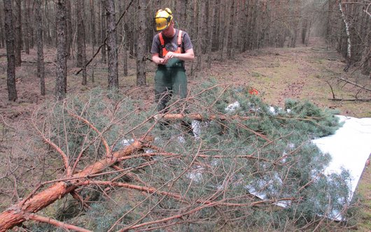 Gefällte Kiefer auf einer weißen Plane im Wald, daneben ein Wissenschaftler, der Daten aufschreibt.