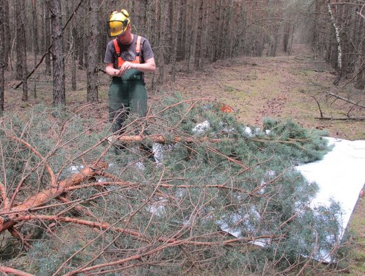 Gefällte Kiefer auf einer weißen Plane im Wald, daneben ein Wissenschaftler, der Daten aufschreibt.