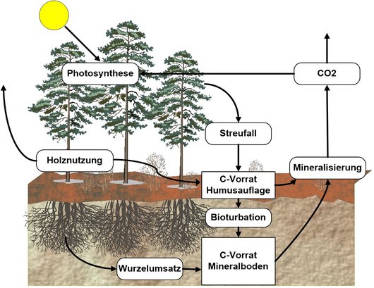 Stark vereinfachte Darstellung des Kohlenstoffkreislaufs in Waldökosystemen (Grafik: B. Ahrends)