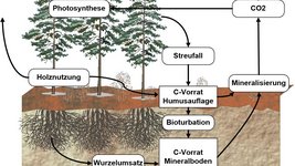 Stark vereinfachte Darstellung des Kohlenstoffkreislaufs in Waldökosystemen (Grafik: B. Ahrends)