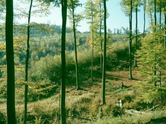 Auf dem Foto ist ein Buchenaltbestand im Forsthydrologischen Forschungsgebiet Krofdorf abgebildet, Foto: NW-FVA