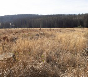 Ideales Mäusebiotop: vergraste Kahlfläche vor einem Waldhintergrund