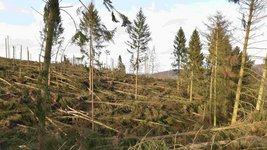 Sturmschäden nach Orkan Friederike: Viele umgeworfene Fichten auf einer Waldfläche