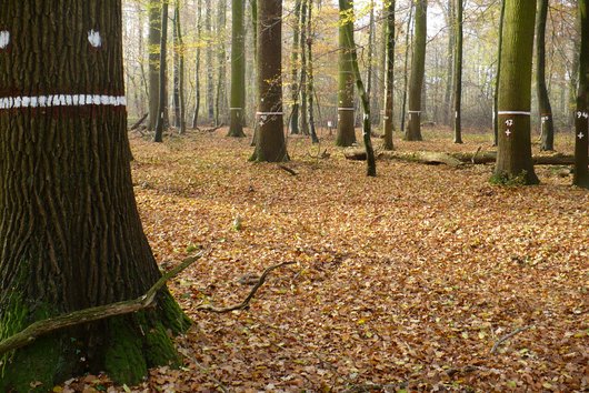 Seit fast 120 Jahren in wissenschaftlicher Beobachtung: Eichen-Durchforstungsversuch im Forstamt