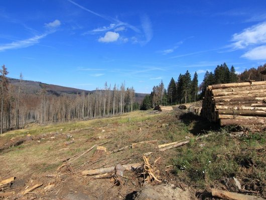 Kahle Fläche im Harz 