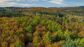 Blick auf einen Mischwald von oben