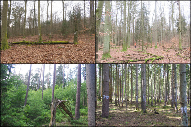 4 verschiedene Waldbilder