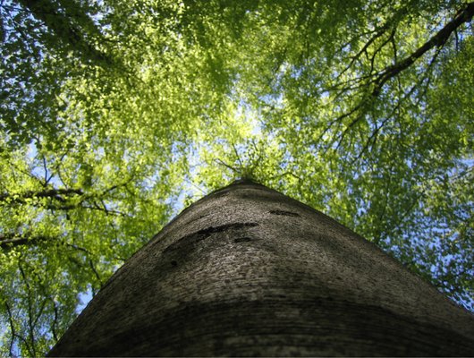 Blick von unten in eine grüne Buchenkrone