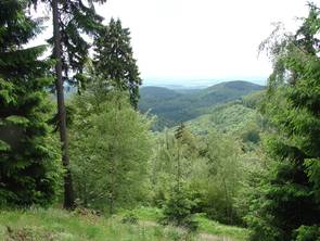 Mischwald im Harz (Foto: R. Köpsell)