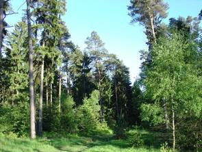 Wald in der Lüneburger Heide (Foto: R. Köpsell)