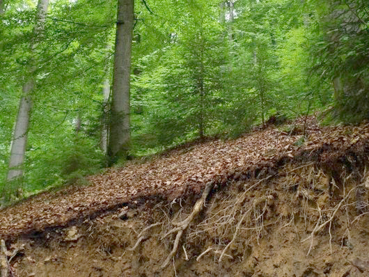 Waldbestand mit einer Bodenabbruchkante mit sichtbaren Wurzeln
